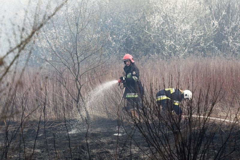 Siedem zastępów straży pożarnej brało udział w gaszeniu...