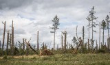 Żywioł zebrał na Pomorzu tragiczne żniwo. Straty są ogromne [zdjęcia, wideo]