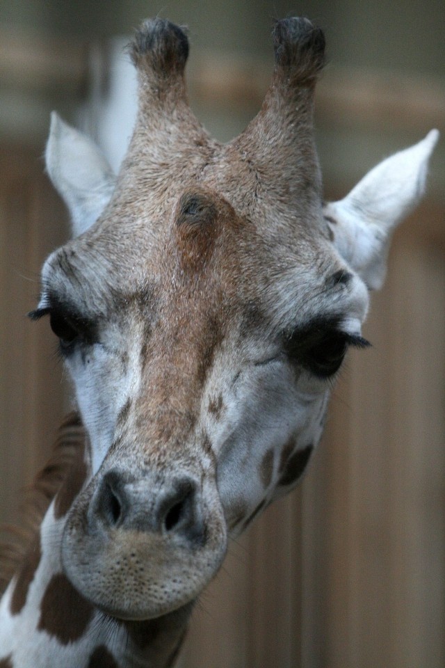 Lokatka, trzyletnia żyrafa, nie chorowała