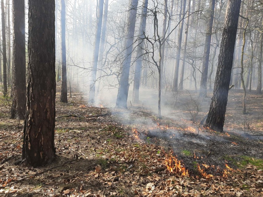 Podpalenie lasu w Dąbiu. To nie pierwszy raz. Sprawę zgłoszono już na policję