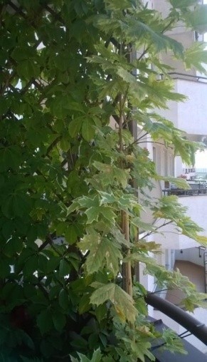 Ogród na balkonie – balkon Krzysztofa