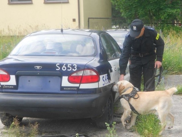 Za przeszukanie samochodu labrador Zamgis, reprezentant Komendy Powiatowej Policji w Starachowicach dostał 100 punktów. Na zdjęciu ze swoim opiekunem aspirantem Markiem Gawlikiem.