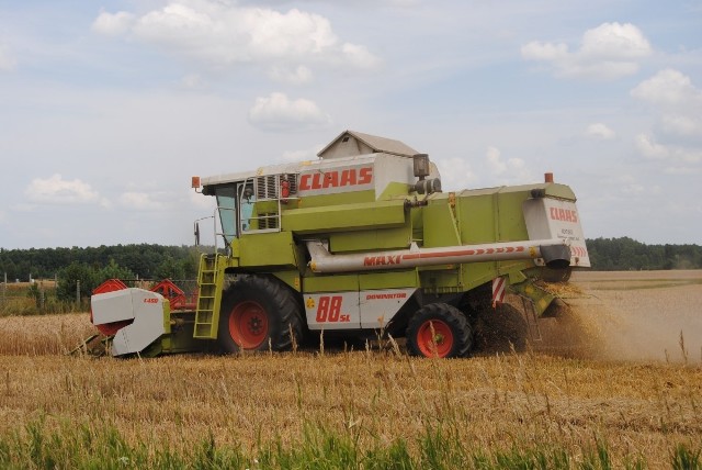 Jesteśmy na półmetku wakacji. Lata ubywa, zboże dojrzewa i czas na zbiory. Na pola w gminie Włoszczowa ruszyły kombajny.Żniwa to najbardziej pracowity na wsi czas. Kombajny koszą w pierwszej kolejności jęczmień ozimy. Kolejne ze zbóż, które legną pod kosami, to pszenica i pszenżyto. Trzeba korzystać ze słońca i zdążyć przed burzami. Nawałnice niszczą uprawy, gospodarze więc już zbierają pierwsze plony wykorzystując słoneczną aurę. Jeśli będzie sprzyjająca pogoda (brak opadów) żniwa na dobre rozpoczną się w nadchodzący weekend. - W gminie Włoszczowa uprawia się przede wszystkim pszenicę ozimą i kukurydzę, dalej rzepak ozimy, ziemniaki, buraki cukrowe - mówi Iwona Boratyn, rzecznik prasowy Urzędu Gminy Włoszczowa.W skupach utrzymują się stosunkowo wysokie ceny, choć widać już że stopniowo spadają.    Pszenica konsumpcyjna 900-1200 złotych za tonę    Żyto konsumpcyjne 650-800 zł/tona    Jęczmień konsumpcyjny 800-900 zł/tona    Pszenica paszowa 680-880 zł/tona    Żyto paszowe 500-680 zł/tona    Pszenżyto 800-900 zł/tona    Jęczmień paszowy 600-760 zł/tonaNA KOLEJNYCH SLAJDACH ZDJĘCIA Z PRAC POLOWYCH W GMINIE WŁOSZCZOWA >>>>>>>>