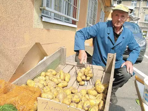 - Denary są żółte, sypkie i smaczne - zachwalał młode ziemniaki Stefan Wiśniewski. 
