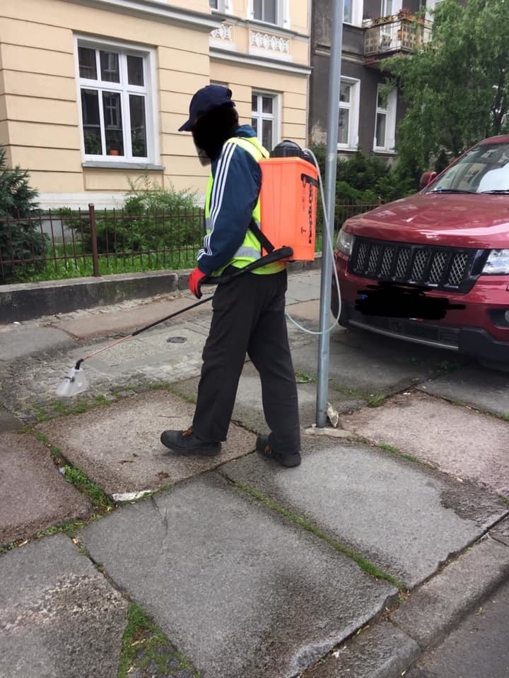 Walczą z chwastami w centrum Szczecina. Mieszkańcy się martwią, ZDiTM uspokaja