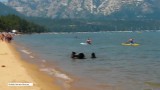 Niedźwiedzia rodzinka plażuje w najlepsze. Nietypowi goście nad jeziorem Tahoe