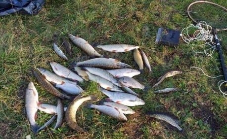Od początku października, gdy rozpoczął się sezon ochronny ryb łososiowatych kołobrzescy strażnicy zatrzymali już siedmiu kłusowników.