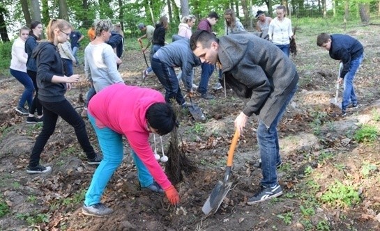 Tak uczniowie klasy siódmej Szkoły Podstawowej w Opatowcu sadzili drzewa podczas akcji w kompleksie leśnym Chrustowice.