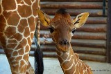 Narodziny żyrafy we wrocławskim zoo. To Irma [ZDJĘCIA]