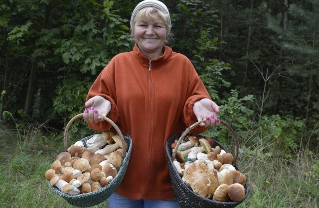 Na zdjęciu pani Barbara z Gołuchowa. Prezentuje dwa kosze prawdziwków, które zebrała we wtorek, 12 września, w lasach w gminie Kije.