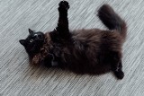 Dzień Czarnego Kota: Mruczki nie przynoszą pecha! Poznaj ciekawostki na temat czarnych kotów