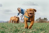 Pies w rozmiarze XXL. Oto najpiękniejsze duże rasy. Te psy to prawdziwe olbrzymy