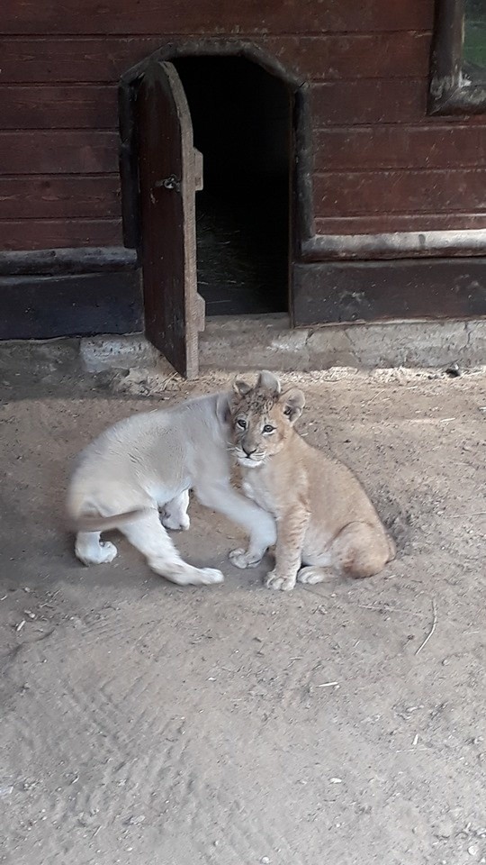 W Wojciechowskim zoo urodziły się dwa lwy. Jeden jest biały