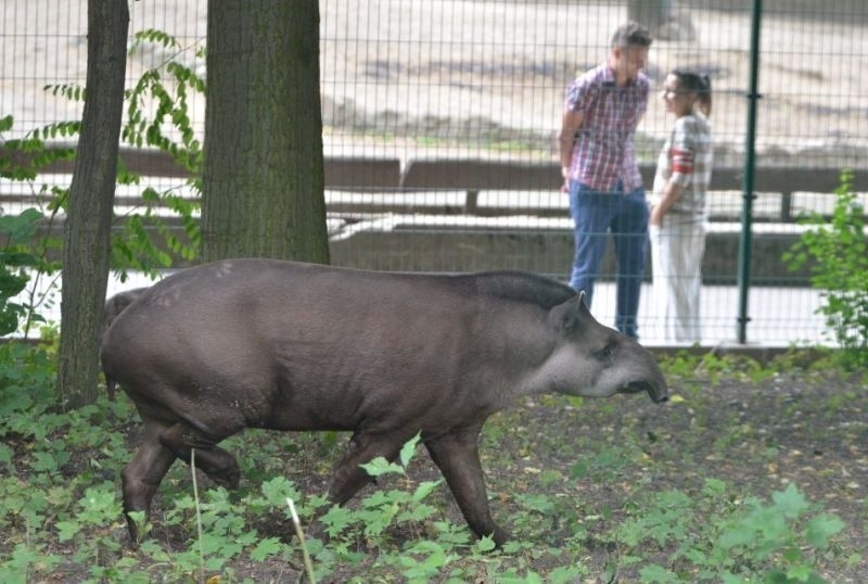 Pawilon Ameryki Południowej już otwarty! Tapiry w nowym domu [ZDJĘCIA]