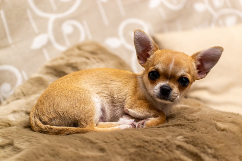 Chihuahua Conchici była psem milionerki Gail Posner. Ta nim...