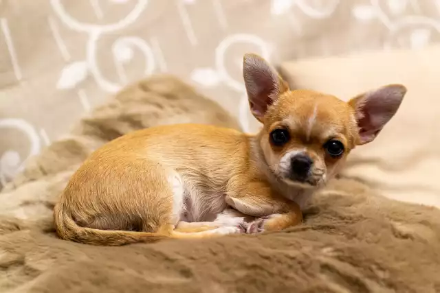 Chihuahua Conchici była psem milionerki Gail Posner. Ta nim zmarła na raka w 2010 roku, założyła 3-milionowy fundusz dla swojego pieska. Po śmierci właścicielki okazało się, że chihuahua została także właścicielką domu - willi w Miami o rynkowej wartości 9 milionów dolarów.