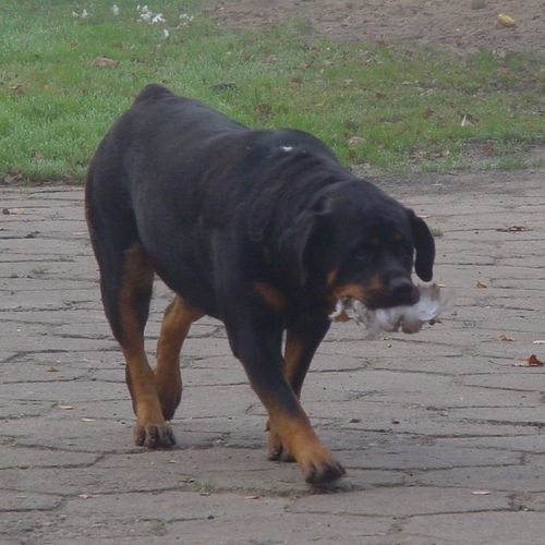 Groźny pies, bez opiekuna.