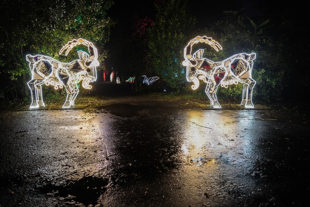 Wejście do Parku Iluminacji z czworonogiem nie jest możliwe.