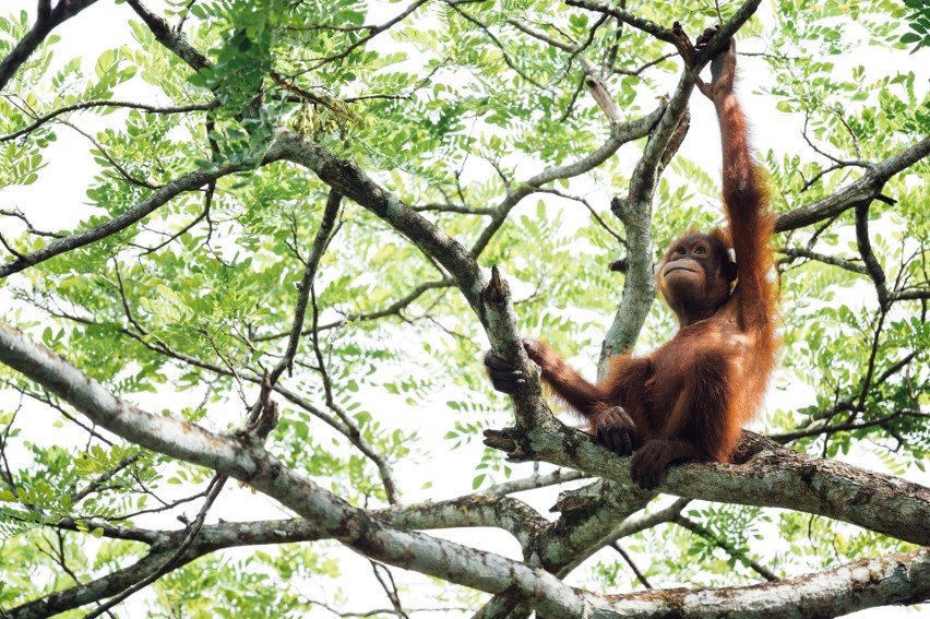 Orangutan to zwierzę, które cierpi najbardziej w związku z...