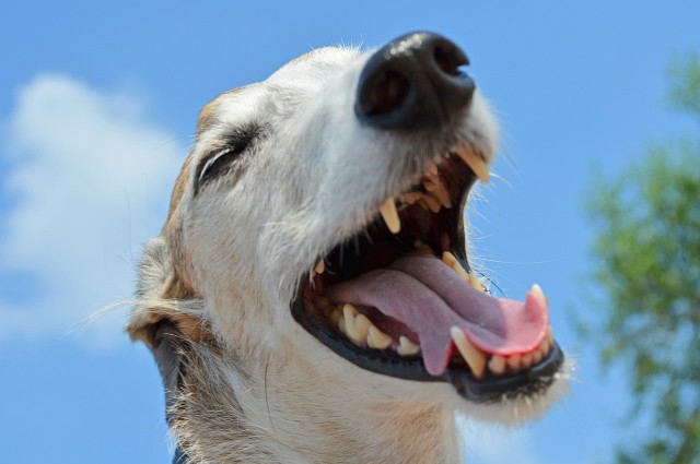 Pies może iść do stomatologa na oczyszczanie zębów.