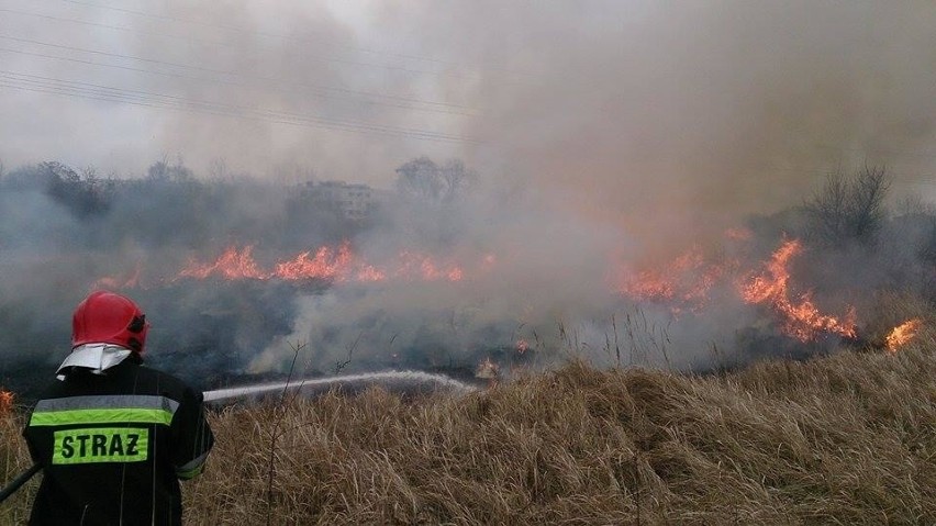Pożar trawy przy moście Lecha