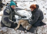 Uratowany wilk Miko wrócił do podtoruńskich lasów. Ma towarzyszkę! W jakim stanie jest zwierzę? Zobaczcie galerię zdjęć!