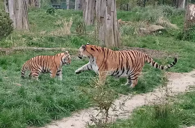 Młode tygrysy z opolskiego zoo nie piją już mleka mamy. Rosną jak na drożdżach, żywiąc się głównie surową wołowiną i mięsem królika.