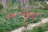 Tygrysy w zoo w Opolu. Tak tygrysie trojaczki uczą się życia pod czujnym okiem mamy
