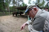 Jerzy Hoffman odwiedził Kiermusy. Został ojcem chcestnym małego żubra (zdjęcia, wideo)