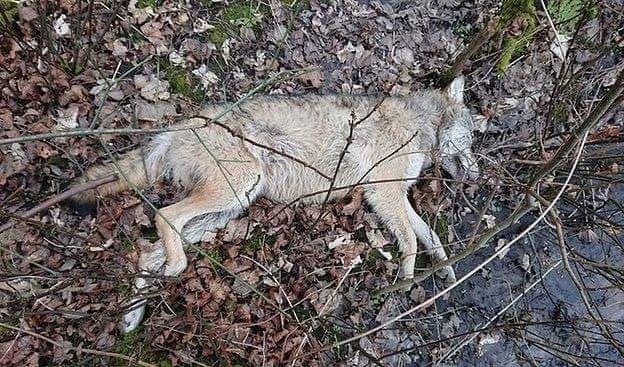 Wilk zastrzelony w lesie koło Białogardu? Trwają ustalenia