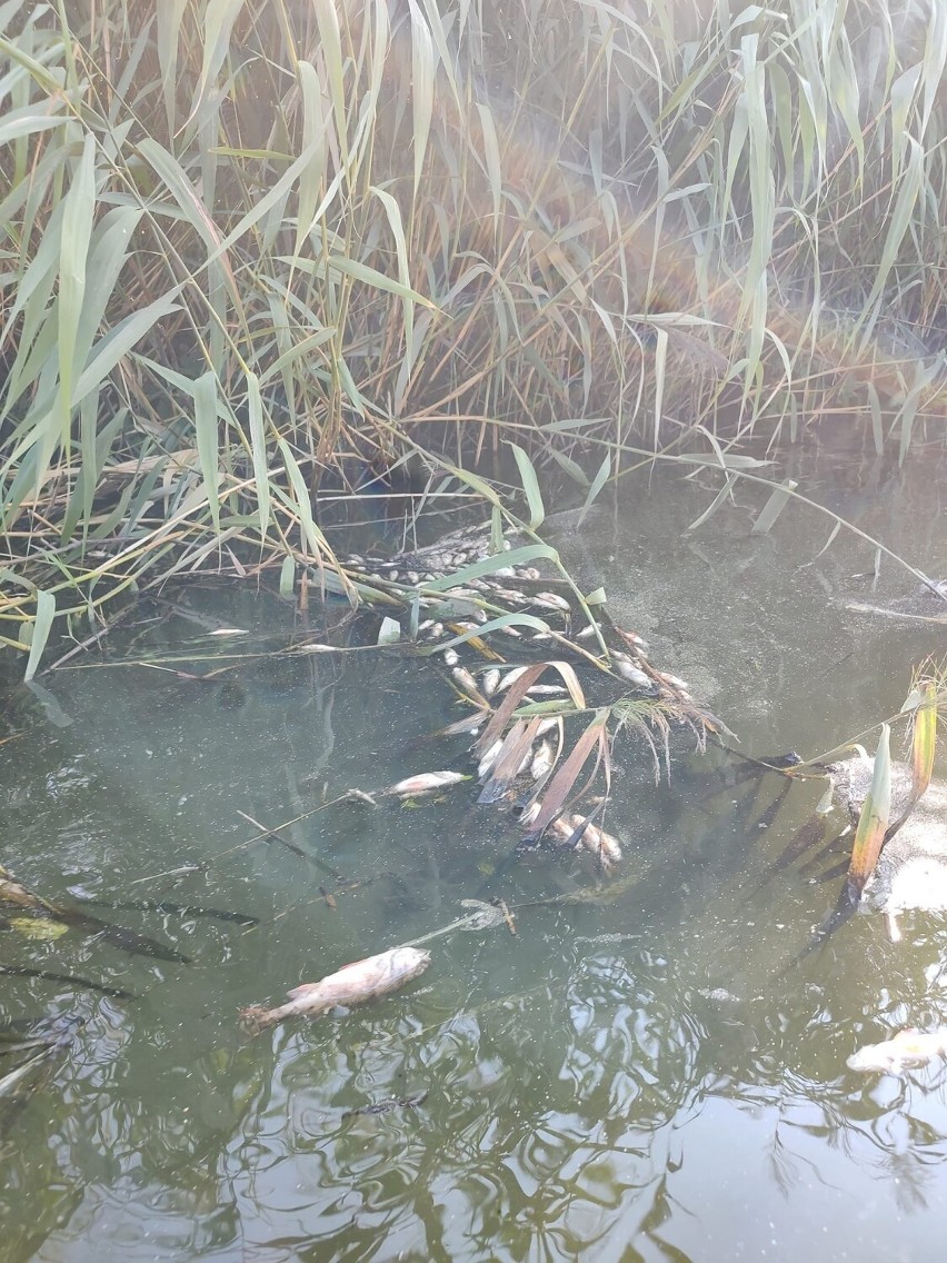 W Wełnie na terenie Rogoźna wędkarze odkryli śnięte ryby.
