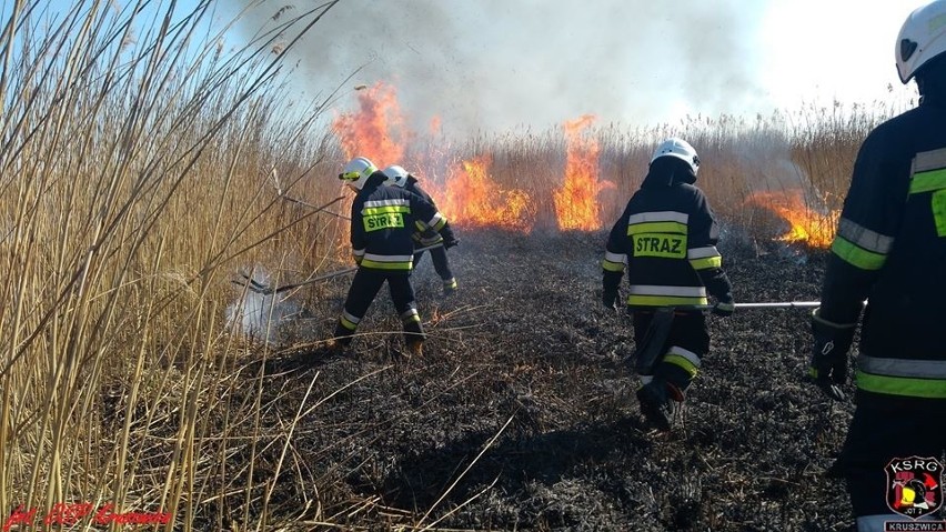 Akcja trwała 4 godziny. Ogień strawił około 15 hektarów...