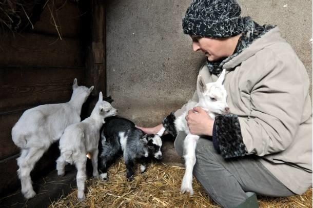 - Kozy hodujemy od wielu lat, ale czwórka koźląt w jednym miocie dotąd jeszcze się nam nie zdarzyła - przekazuje Beata Błoch z Dąbrówki Wielkopolskiej