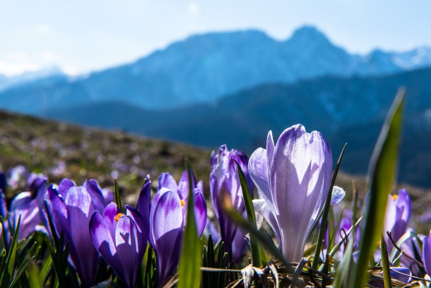 Podhale. Krokusy opanowały łąki. Kwitną także w samych Tatrach [8.04.]