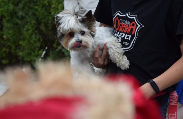 Krajowa i Międzynarodowa Wystawa Psów Rasowych w Otyniu zgromadziła właścicieli psów nie tylko z najbliższej okolicy. Nie brakowało też fanów piesków. Wiele osób przyszło popatrzeć.