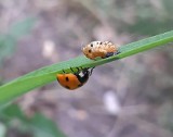 Biedronki naturalny wróg mszyc! Biedronki, najcenniejszy gość w każdym ogrodzie. Kalendarium ogrodnika na lipiec