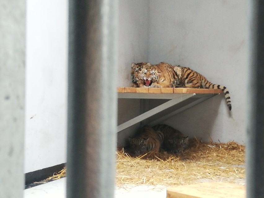 Poznańskie Nowe Zoo stało się domem dla sześciu lwów,...