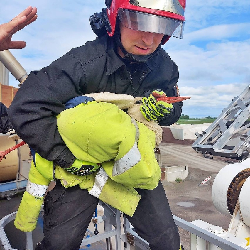 Niecodzienna akcja strażaków z Szubina. Uratowali bociana