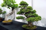 Drzewko bonsai kosztuje krocie, ale te rośliny z powodzeniem je zastąpią. Są znacznie tańsze i równie piękne. „Bonsai” na każdą kieszeń