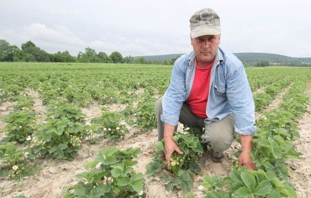 Mieczysław Winiarski, plantator z Kakonina, pokazuje okazałe zawiązki truskawek na swojej stuhektarowej plantacji.