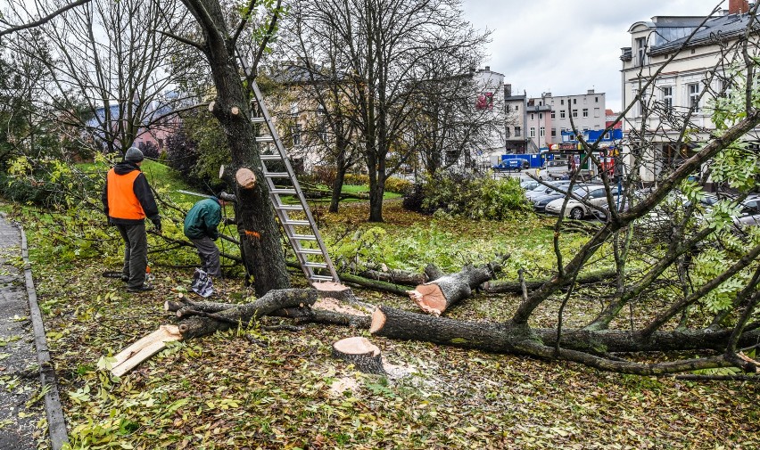 Wycinka drzewa bez zgody właściciela? Posłowie szykują zmiany [projekt noweli ustawy o ochronie przyrody]