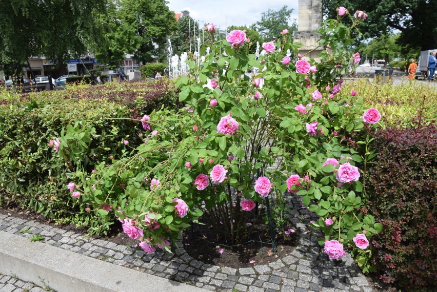 Maj 2019. Centrum Zielonej Góry. W mieście kwitną już m.in....