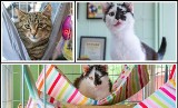 4 października - Światowy Dzień Zwierząt. Zaadoptuj ślicznego kociaka. Te zwierzaki z Kielc czekają na swoje domy. Zobacz zdjęcia