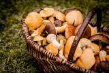 Czy są już grzyby w lasach? Zobaczcie te zdjęcia. Internauci chwalą się swoimi zbiorami grzybów na Instagramie