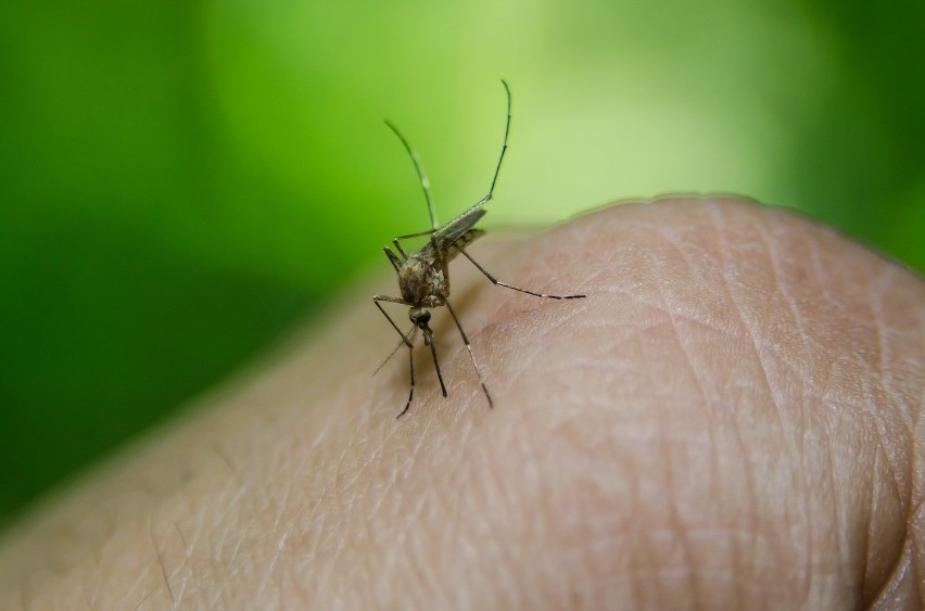 7 skutecznych, domowych sposobów na walkę z komarami w domu...