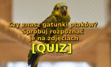 [QUIZ] Czy znasz gatunki ptaków? Spróbuj rozpoznać je na zdjęciach