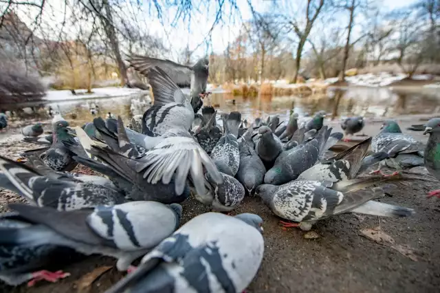 Gołębie zapamiętują miejsca, gdzie rzucane jest im jedzenie. Czy tabliczki z apelem o niedokarmianie pomogą?