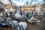 Poznań: Zakaz dokarmiania gołębi? Dlaczego nie powinniśmy ich karmić? Jaka kara za to grozi?