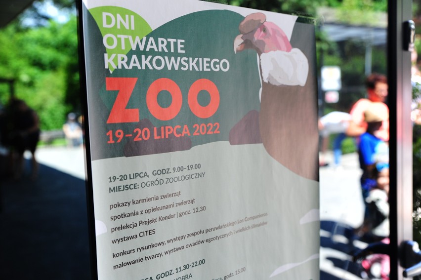 Kraków. ZOO przyciąga atrakcjami. Dni otwarte z pokazami karmienia słoni i pingwinów [ZDJĘCIA]