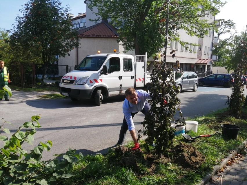 Nowe drzewa posadzono także na sąsiedniej ulicy Puławiaków....